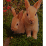Cottontail Clothing Group