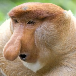 Monkey Tribe.