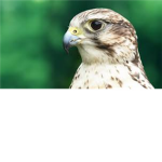 falcon loversxxxXxXx Group Thumbnail