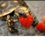 Turtle squaddddddddd