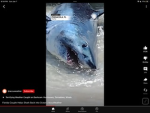 The sharktactic group