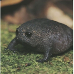 Froggy religion