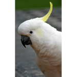 cockatoo man group!