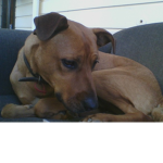 DOG FANSS!!!!