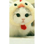 _Cats Of Honor_