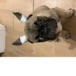 Pichachu friench bull dog