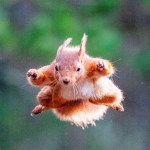 Crazy Squirrels