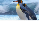 Penguin group group