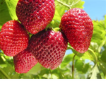 Vivi s Strawberrys!