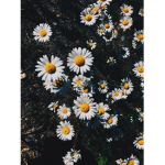 Vibing Aesthetic flowers