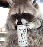 the raccoon style