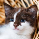 The army kittens