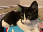 Felix the cat crew