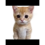EeeElllllllllllll gatoooooooooooooooo