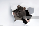 Rat ... ARE COOL UNLIKE CATS