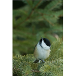 The Black Capped Chickadee Army Shop!