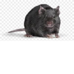 spicy hot rats