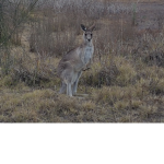 rigty roo