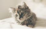 Warriorcats: ThunderClan