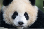 Panda Group Professional (also called pandy group)