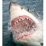Dolphin and shark group(shark part)
