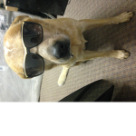 Cool doggies puppies