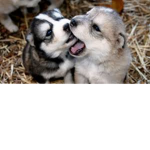 DA Husky studio's