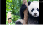 PandaBearSquad