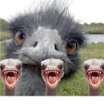 Ostrich Nation