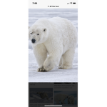 Blue bear group