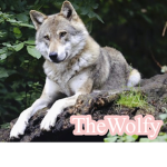 TheWolfy