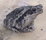 The Toad Group Of Fun