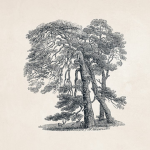 Whispering Elms