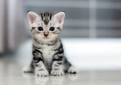 IM A KITTY CAT