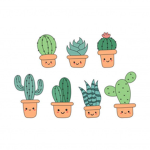 Cacti Blooms