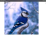 Blue jay gymnastics group