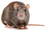 The Silver Rats Official