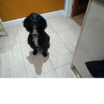 Dogplayer