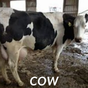 COW
