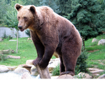 ~ Bear Studio ~