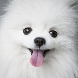 ✿ ᵒ̌ ᴥ ᵒ̌ ✿