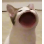 PopCat FanClub