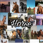 Love._horses.girl