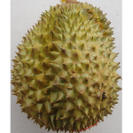 樹根