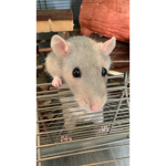 #rats-forever