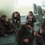 monkey #1 gang