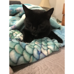 Like cats group
