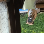 Let me in gang