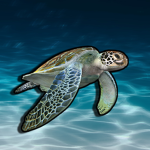 Spying Turtles
