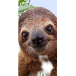 Slothgirl51966